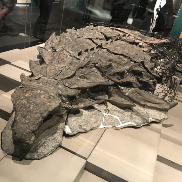 Rare Dinosaur Fossil Preserved Skin: What Actual Dino Skin Really Looked Like