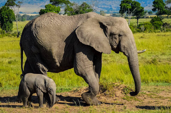 How Long Are Elephants Pregnant? Almost 2 Years – The Longest of Any Mammal!