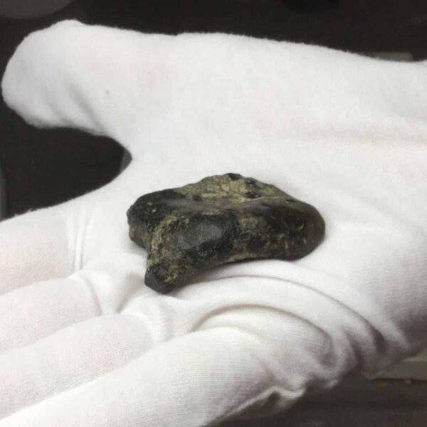Sundaland Rewrites Human History: Major Hominin Fossil Find in Indonesia’s Madura Strait
